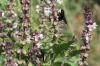 Xylocopa sp.